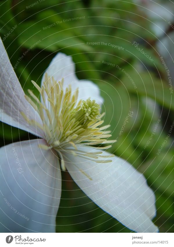 Blüte01 grün weiß Blume Pflanze groß Stengel Blatt edel Makroaufnahme