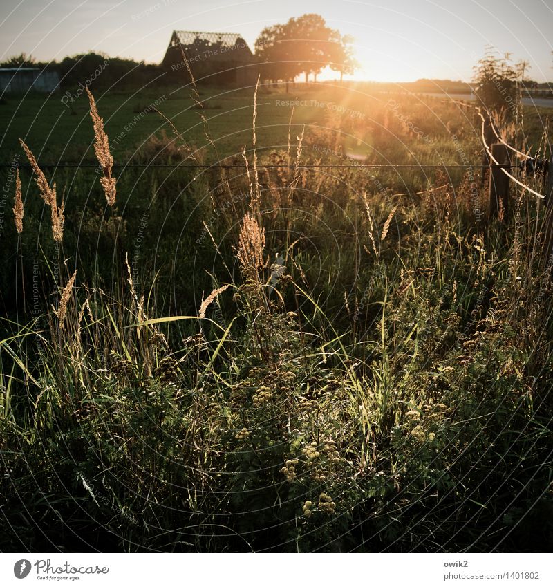 Abendflirren Umwelt Natur Landschaft Pflanze Horizont Baum Gras Sträucher Wildpflanze Ruine Blühend glänzend leuchten natürlich Gefühle geheimnisvoll Hoffnung