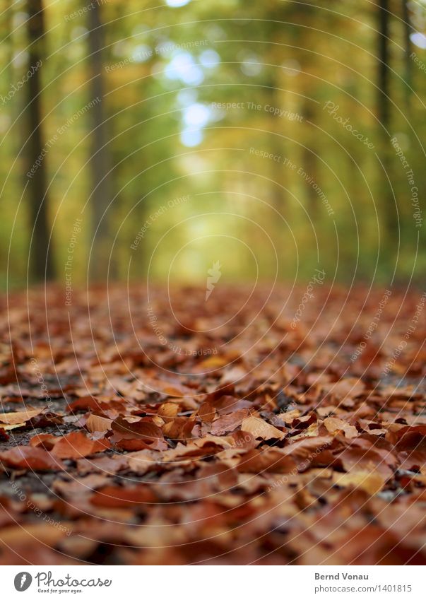 Nichts wie Weg! Umwelt Natur Landschaft Pflanze Herbst Baum Wald Gefühle Stimmung Herbstlaub braun grün Wege & Pfade nah welk trocken unten Boden Himmel