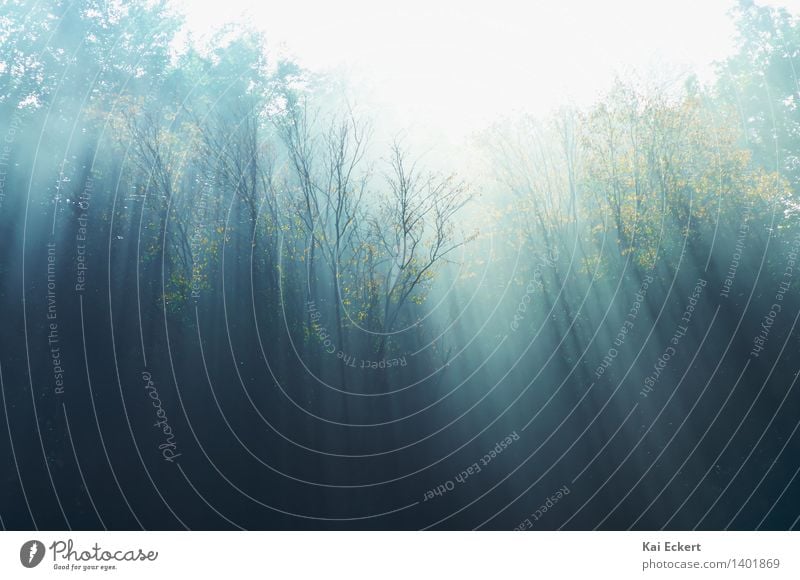 Herbstnebel Natur Landschaft Tier Nebel Baum Wald dunkel kalt natürlich blau gelb gold türkis träumen Traurigkeit Einsamkeit Angst Schüchternheit