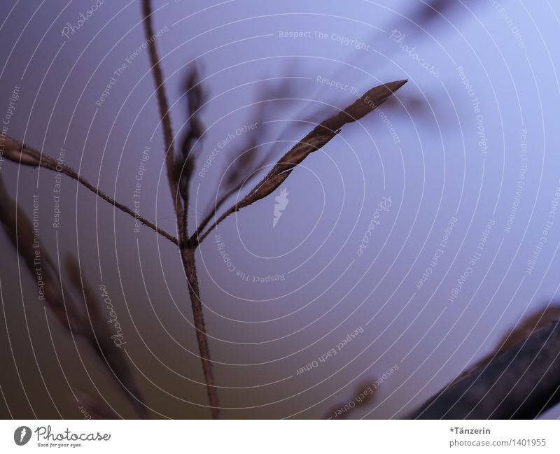 im Nebel Natur Pflanze Herbst schlechtes Wetter Gras natürlich Farbfoto Gedeckte Farben Außenaufnahme Makroaufnahme Menschenleer Tag Abend