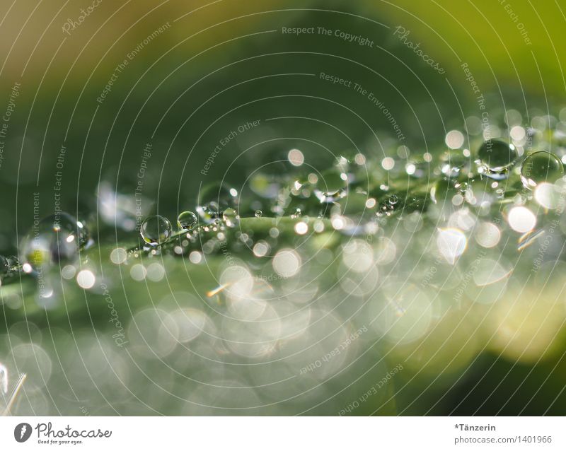 Tropfen Natur Pflanze Wassertropfen Sommer Herbst Regen Blume Blatt ästhetisch frisch nass natürlich schön grün Tau Farbfoto Gedeckte Farben Außenaufnahme