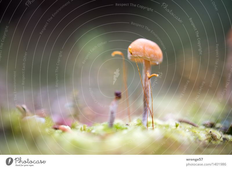 Lollipop Natur Pflanze Herbst Moos Wald klein grün violett schwarz Pilz winzig braun Waldboden Makroaufnahme Nahaufnahme bodennah Querformat Herbstwald Farbfoto