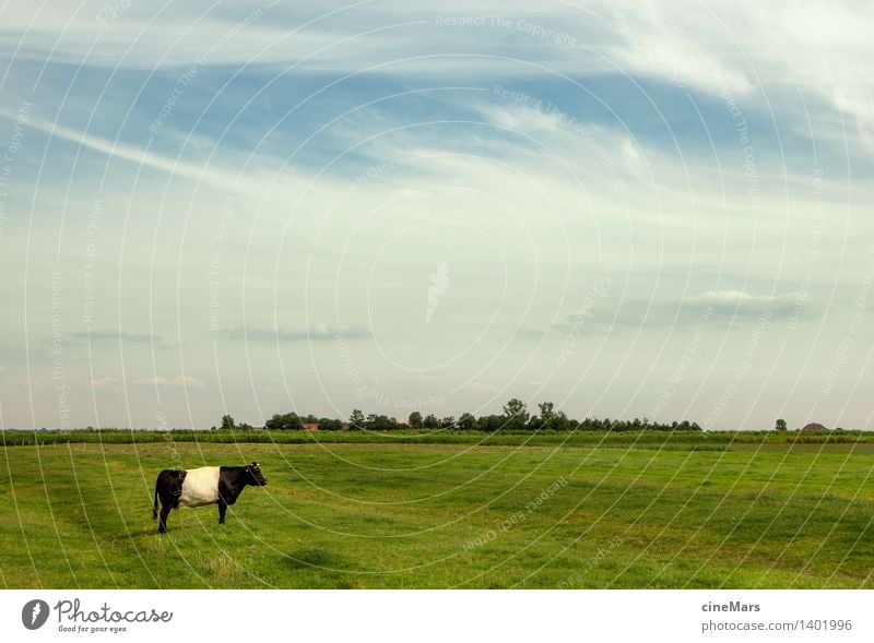 einsam individuell Landschaft Himmel Wolken Sommer Schönes Wetter Gras Wiese Nutztier Kuh Ochse 1 Tier Blühend Denken Fressen füttern genießen stehen träumen