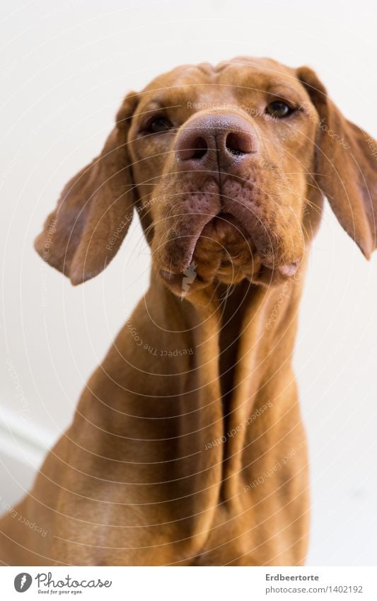 von oben herab Tier Haustier Hund Tiergesicht Jagdhund Magyar Vizsla 1 beobachten warten lustig niedlich braun Tierliebe Wachsamkeit Vorsicht geduldig ruhig