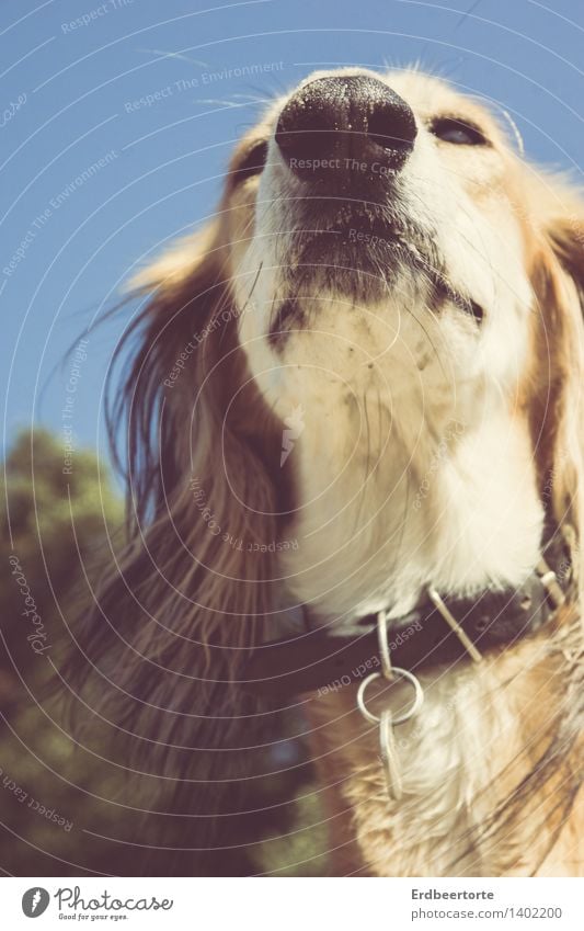 hochnäsig Tier Haustier Hund Saluki Windhund 1 beobachten entdecken genießen elegant blau braun mehrfarbig Tierliebe ruhig Selbstbeherrschung Anmut Schnauze