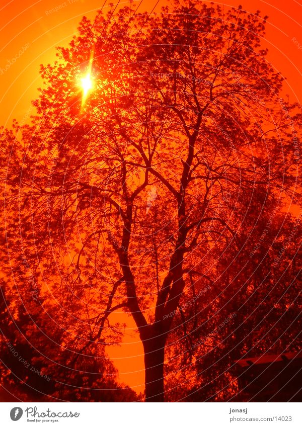 Sonnenuntergang Baum rot Geäst Sommer Natur Ast Filter Himmel