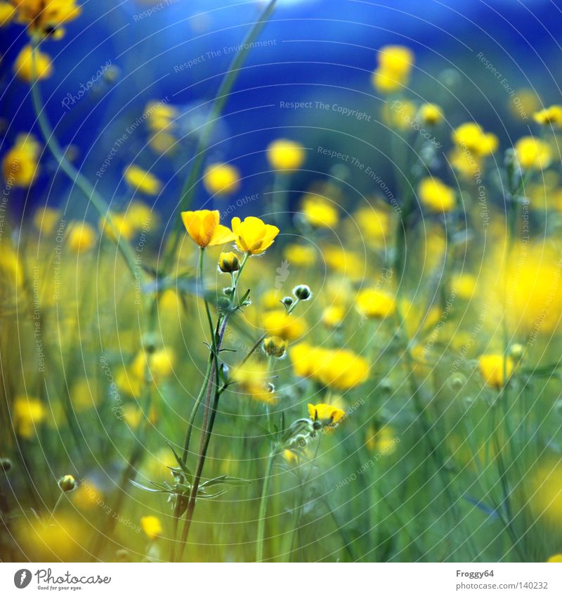 Blümchen Pflanze Blume Wiese blau gelb Stengel Blüte Erde Insekt Blütenknospen Blattknospe Blühend Sommer Himmel Gras