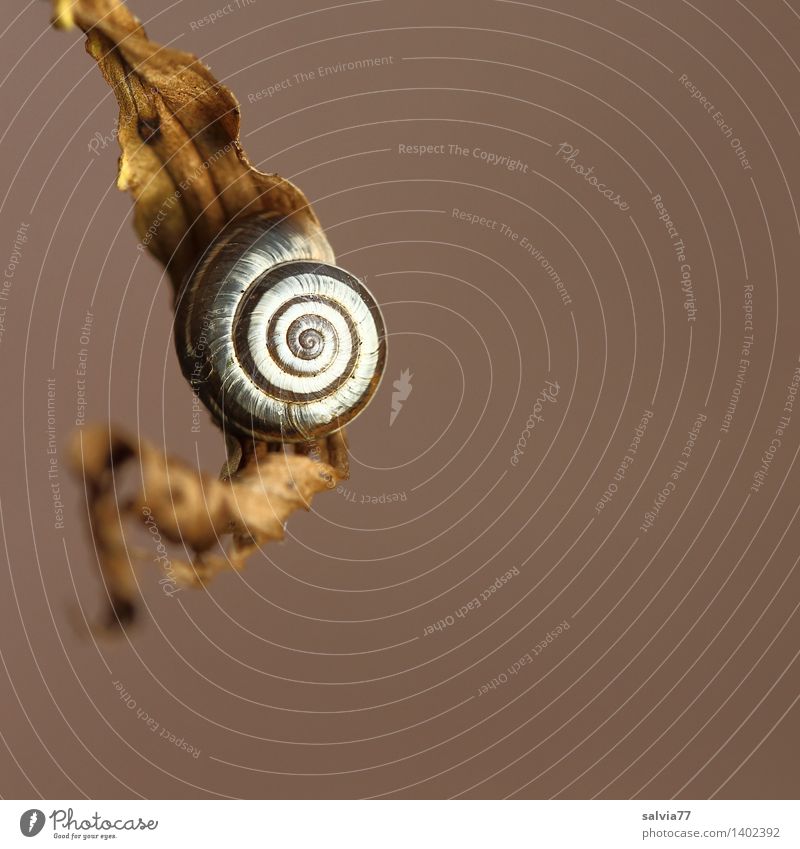 Ruheplatz Umwelt Natur Tier Herbst Blatt Schnecke Schneckenhaus Spirale 1 klein rund braun grau weiß ästhetisch Zufriedenheit Einsamkeit einzigartig Glück ruhig