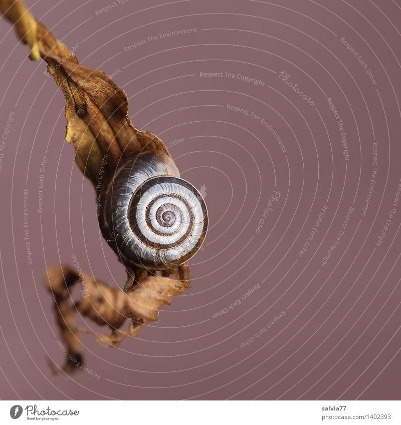 Schneckenpause Natur Tier Herbst Dürre Blatt Wildtier Schneckenhaus 1 Erholung hängen dehydrieren klein rund braun weiß Sicherheit Schutz ruhig Einsamkeit