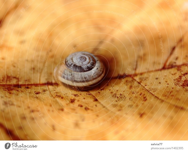 Leerstehend Natur Pflanze Tier Erde Herbst Blatt Herbstfärbung Garten Schnecke Schneckenhaus Hainbänderschnecke 1 klein rund trist trocken braun gelb