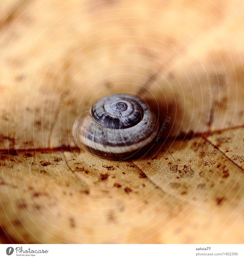 Verlassen Natur Pflanze Tier Erde Herbst Blatt Schnecke Schneckenhaus 1 klein nah natürlich trist trocken braun gelb weiß Stimmung ruhig Tod Einsamkeit