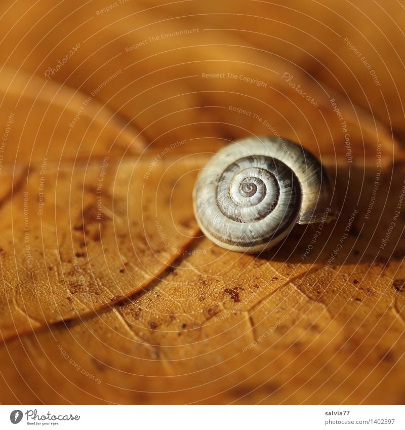 Zurückgezogen Natur Pflanze Tier Herbst Blatt Wildtier Schnecke 1 ästhetisch klein nah rund Wärme braun grau ruhig Einsamkeit einzigartig Wandel & Veränderung