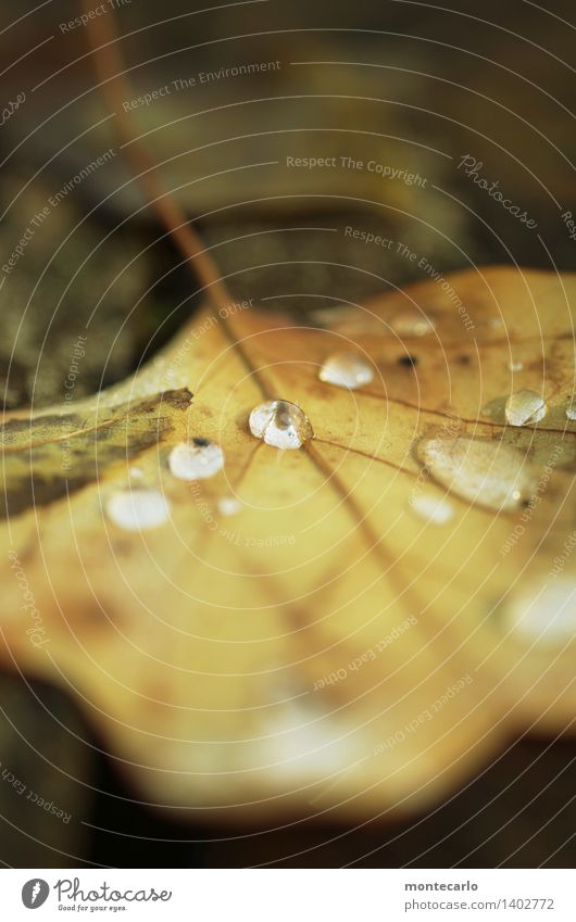 naturperlen Umwelt Natur Pflanze Erde Wasser Wassertropfen Herbst Blatt Grünpflanze Wildpflanze alt dünn authentisch kalt klein nah nass natürlich rund trist