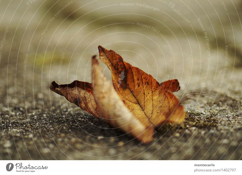 abliegen Umwelt Natur Pflanze Urelemente Erde Herbst Blatt Grünpflanze Wildpflanze alt dünn authentisch einzigartig kalt kaputt nah natürlich Spitze trist