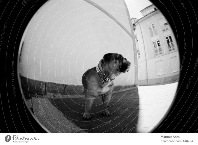 Dog with Style. Hund Fischauge Haus Wand Tier Stadt Bulldogge Englisch Fenster Bürgersteig Dogge stehen Säugetier schwarz weiß Lomografie Schwarzweißfoto Tür