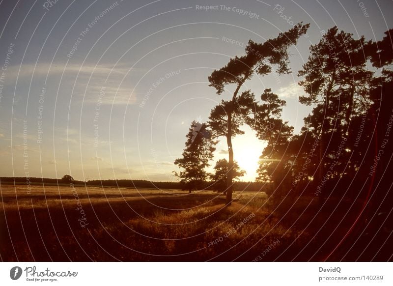 sunshine reggae Wald Baum Umgebung Erde Gegend Wachstum Reifezeit Feld Wiese Ackerboden Flur Sommer Sonnenuntergang Licht Kiefer Solitärkiefer Landschaft Natur