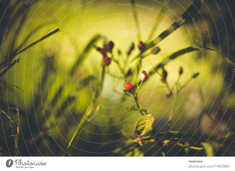 rote Tupfer elegant Stil Design Natur Sonnenlicht Herbst Schönes Wetter Pflanze Sträucher Blüte Wildpflanze Beerensträucher Beerenstand Hagebutten Frucht Blatt