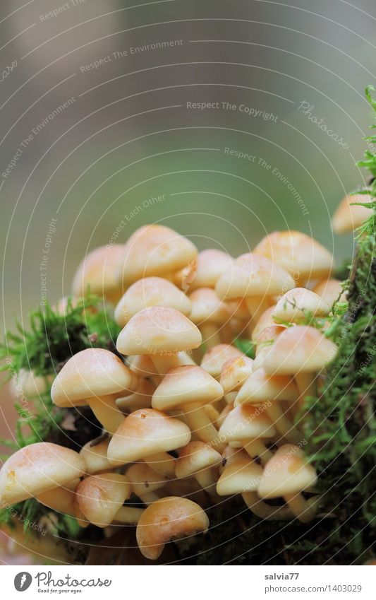 Großfamilie Umwelt Natur Tier Erde Herbst Moos Grünpflanze Pilz Wald frisch Zusammensein klein natürlich weich braun gelb grün ruhig Idylle Wachstum