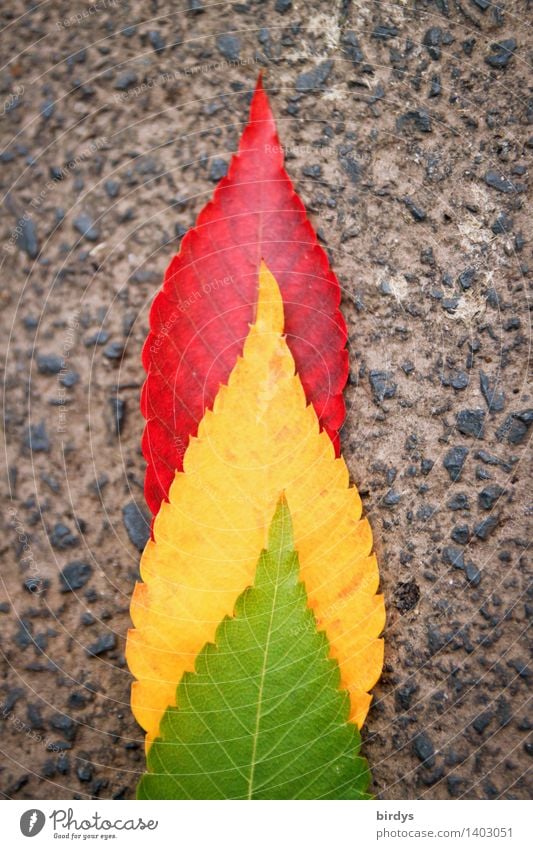 3 Blätter in den Ampelfarben, Symbolbild für Ampelkoalition grün gelb rot Politik & Staat symbolisch Parteien Herbst Blatt Herbstlaub Asphalt leuchten