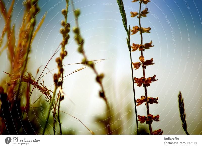 Wiese Gras Natur Himmel Sommer Physik Ähren Wachstum gedeihen Umwelt Pflanze zart fein Farbe Wärme rispe Außenaufnahme