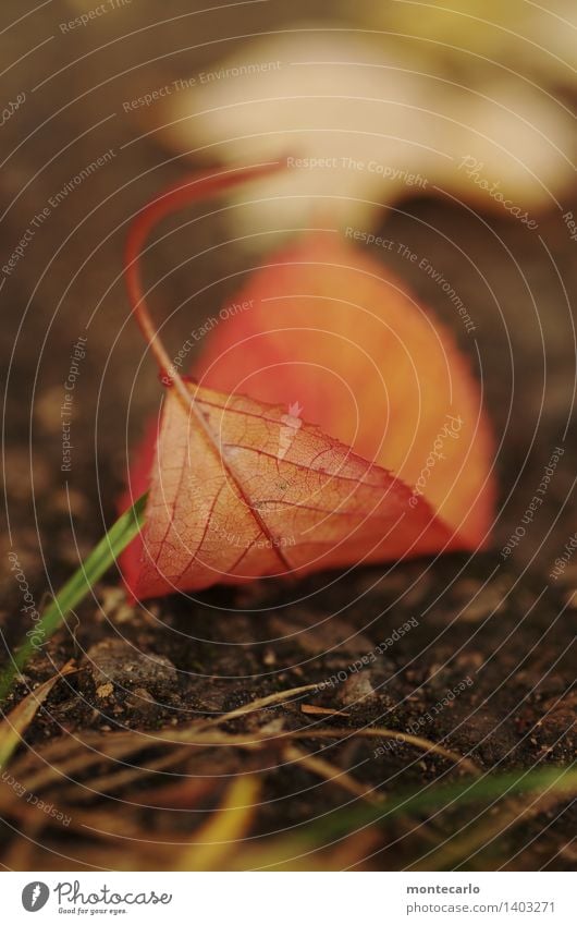 blatt Umwelt Natur Pflanze Erde Herbst Blatt Grünpflanze Wildpflanze alt dünn authentisch einfach einzigartig klein lang nah natürlich trist trocken wild weich