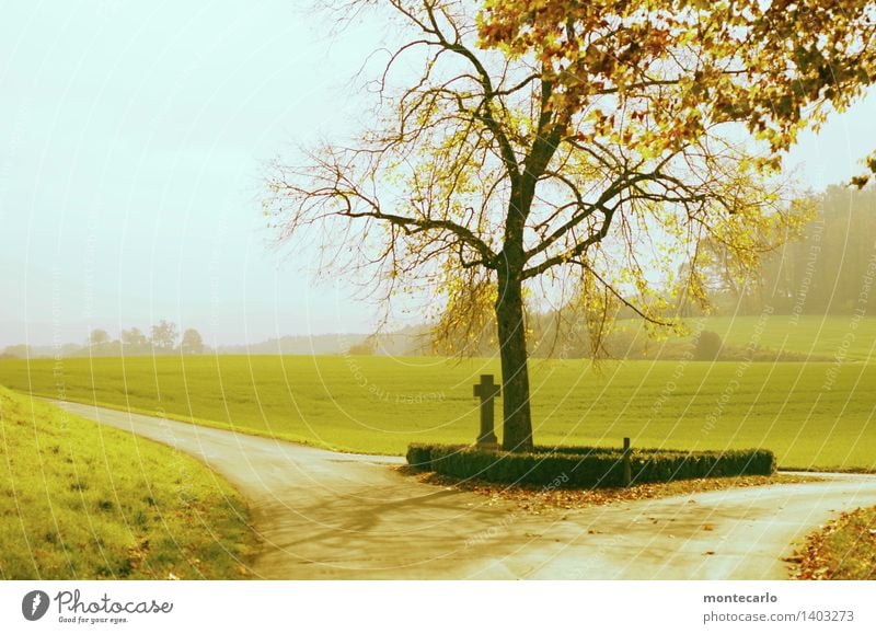 traum | tag im herbst Umwelt Natur Landschaft Pflanze Urelemente Erde Wolkenloser Himmel Horizont Sonne Herbst Klima Wetter Schönes Wetter Nebel Baum Gras