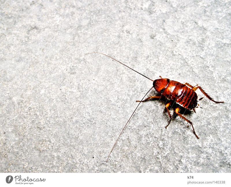 LA CUCARACHA Gemeine Küchenschabe Schaben Schädlinge Tier krabbeln Fühler Beine Ekel dreckig Müll Reinigen Sauberkeit Packung Dieb Schlamm Gastronomie Geschmeiß