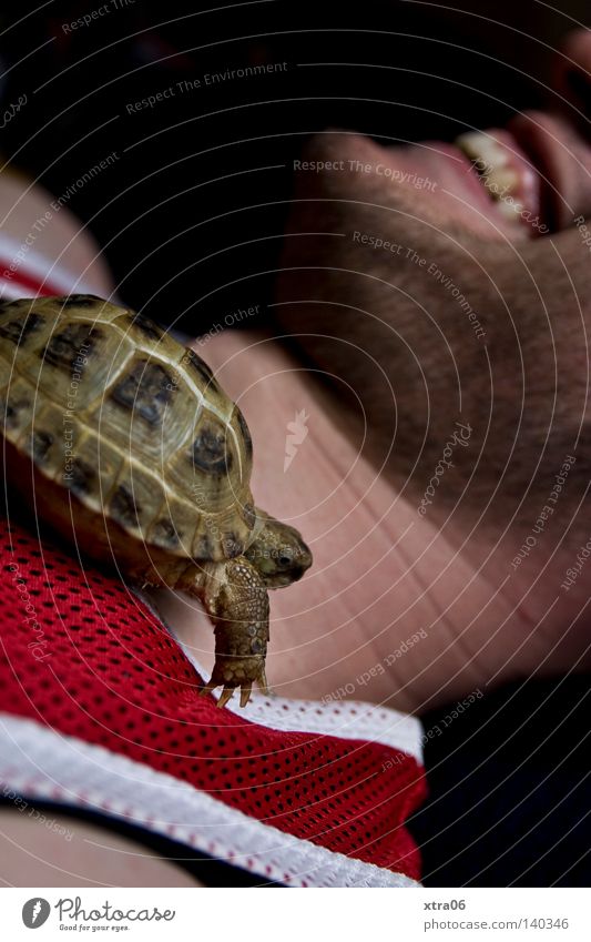 das lachen Schildkröte Mann Tier Amphibie krabbeln Geschwindigkeit Haustier