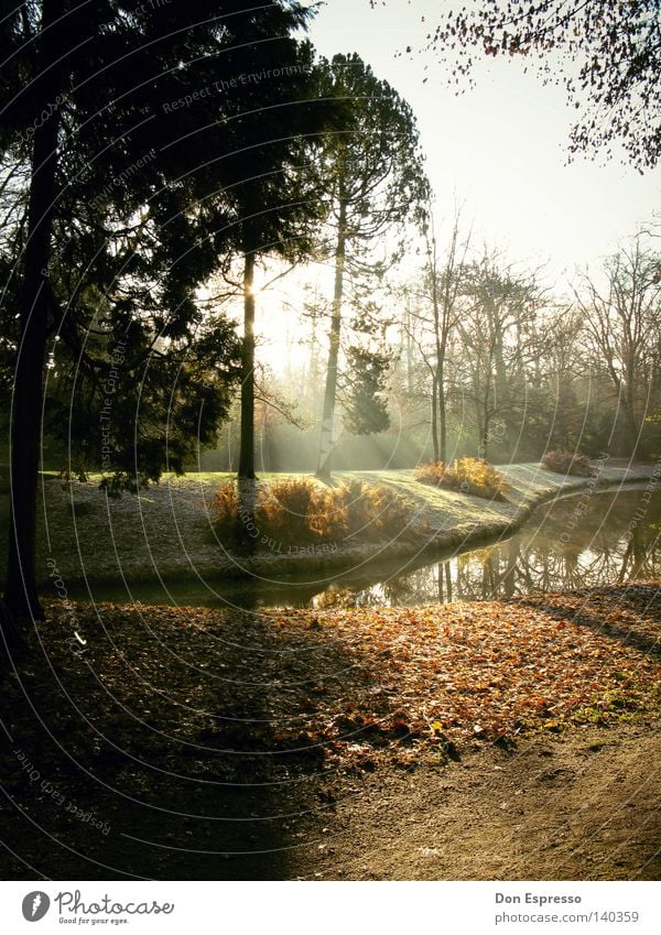 Herbstzeitblätter Jahreszeiten Wald Park Sonne Sonnenstrahlen See Teich Blatt Baum braun welk Morgen Oktober September November kalt Wassertropfen Tau Nebel