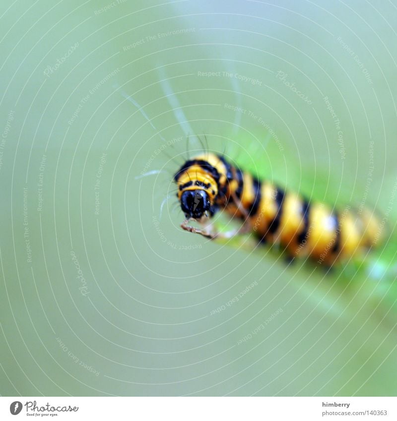 kurt beck Raupe Schmetterling Tier Fressen Ernährung Natur Futter Zweige u. Äste Geäst Makroaufnahme Gartenbau Pflanzenschädlinge Schädlinge Insekt Kopf Zoo