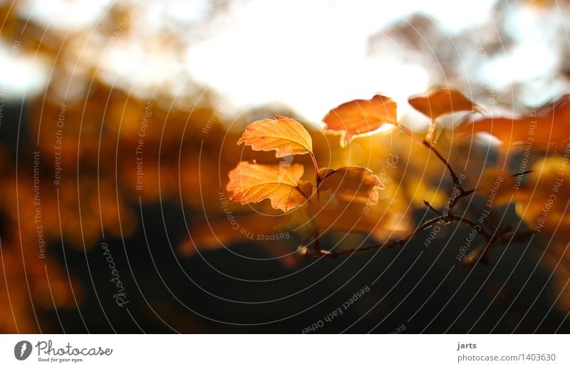 goldener herbst Natur Pflanze Herbst Schönes Wetter Baum Blatt Garten Park Wald ästhetisch elegant hell schön natürlich Gelassenheit ruhig Hoffnung Farbfoto