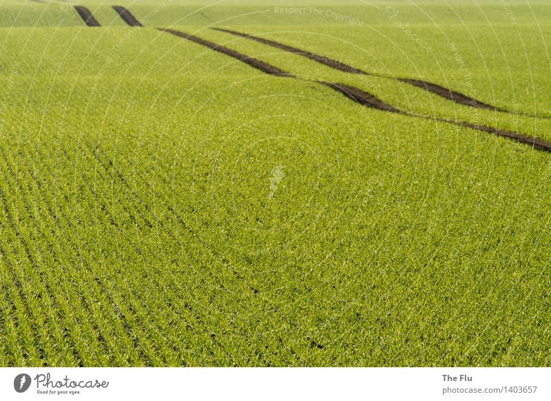 Ländlicher Highway Getreide Landwirt Landwirtschaft Forstwirtschaft Umwelt Natur Landschaft Pflanze Frühling Schönes Wetter Grünpflanze Nutzpflanze Roggen