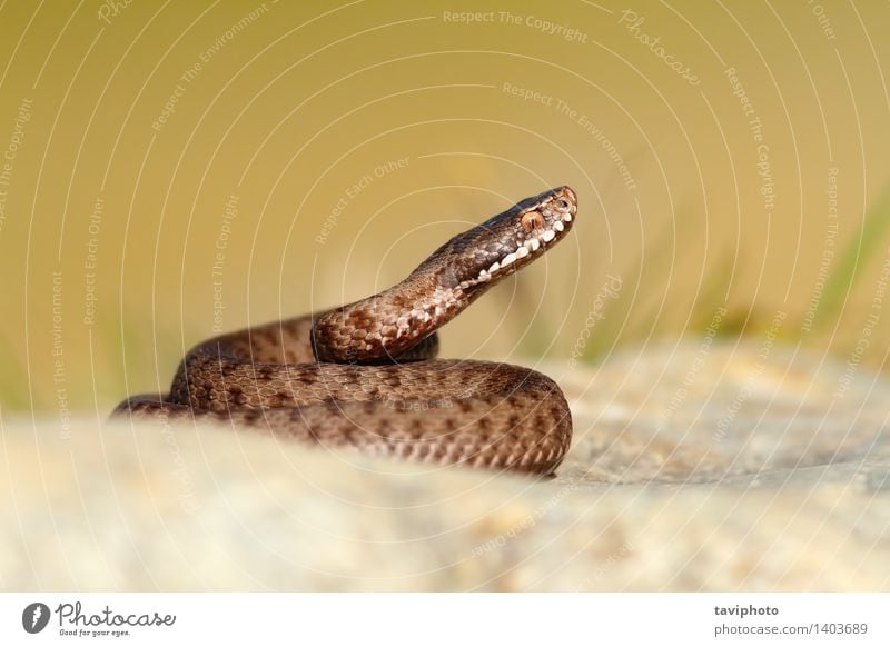 schönes Reptil vipera berus Tier Wildtier Schlange natürlich wild braun grau gefährlich Natter giftig Tierwelt Gefahr Gift Schrecken Zoologie furchterregend