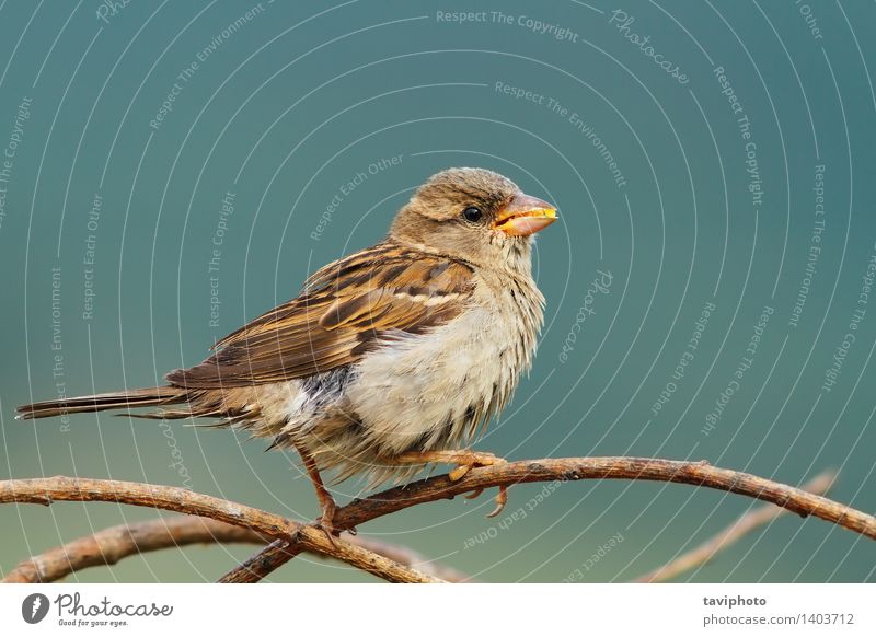 weiblicher Haussperling, der Samen isst Essen Vegetarische Ernährung schön Garten Frau Erwachsene Natur Tier Park Vogel sitzen klein natürlich wild braun grau