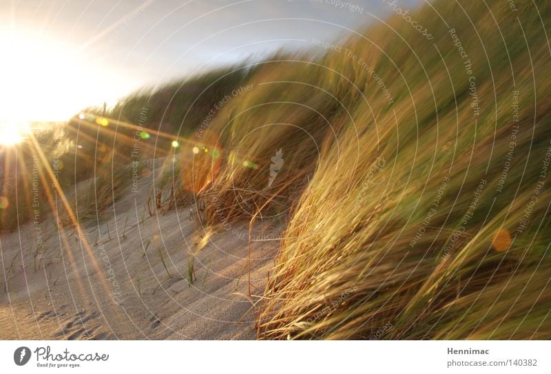 Windlicht Niederlande Düne Stranddüne Sonne Sonnenuntergang Abend Abenddämmerung Licht Gegenlicht hell Sommer Sand Gras Unschärfe Halm Sträucher