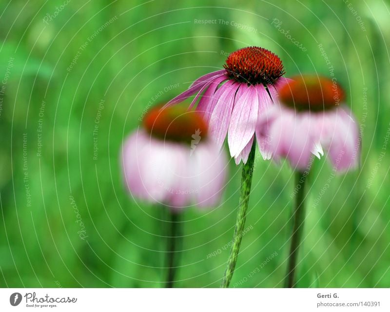 Dryer Unschärfe Tiefenschärfe Blume Blüte Natur grün Blütenblatt Roter Sonnenhut Korbblütengewächs purpur Pflanze Zierpflanze Heilpflanzen 3 Blühend violett