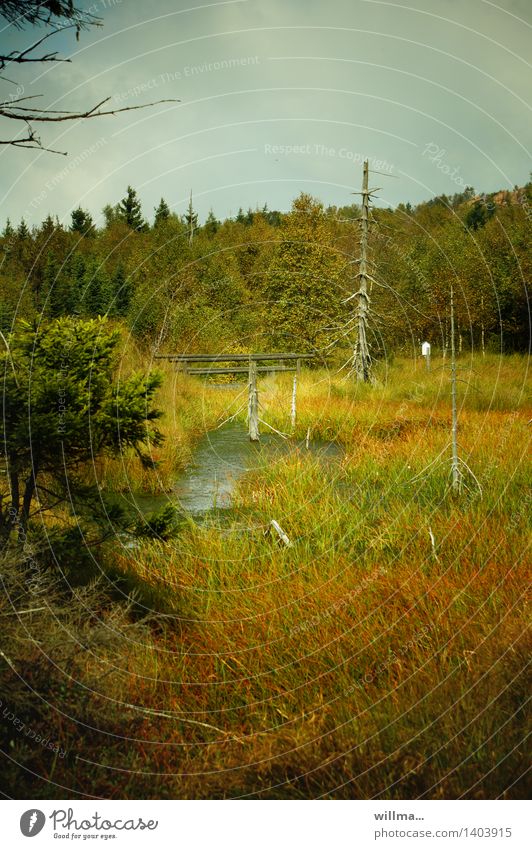 Sumpfiges Gebiet im Hochmoor Moor Georgenfelder Hochmoor Zinnwald Natur Landschaft Landschaftsformen Erzgebirge Naturschutzgebiet Wildnis Naturwuchs urwüchsig