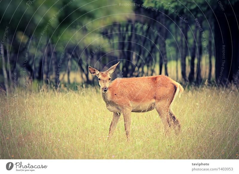 Rothirsch Damhirschkuh im Wald schön Jagd Frau Erwachsene Natur Landschaft Tier Herbst Baum Gras Park Wiese Pelzmantel natürlich wild braun rot Farbe Hirsche