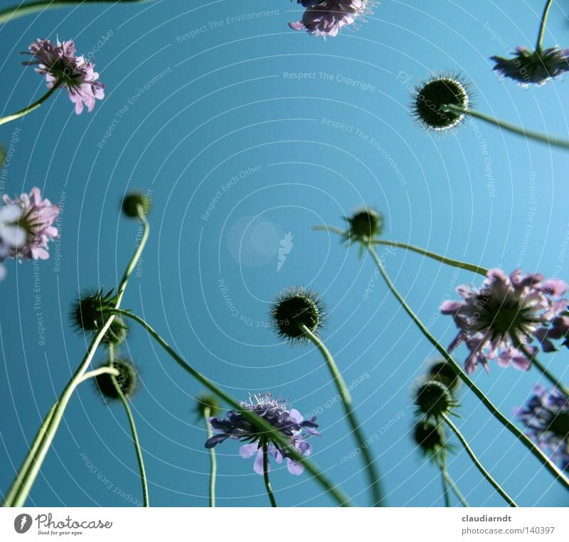 Giraffenblumen Blume Blüte Stengel Froschperspektive Perspektive Blick nach oben aufwärts Himmel Blumenwiese Wiese Sommer liegen außergewöhnlich violett Pflanze