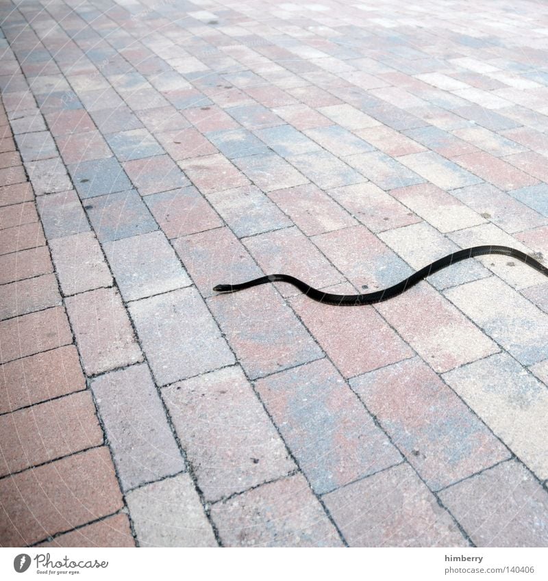 snake preview Schlange Asphalt Bodenbelag Motivation Tier gefährlich biegen Linie Gift Kopfsteinpflaster Fuge Spaziergang Hintergrundbild Perspektive Stil