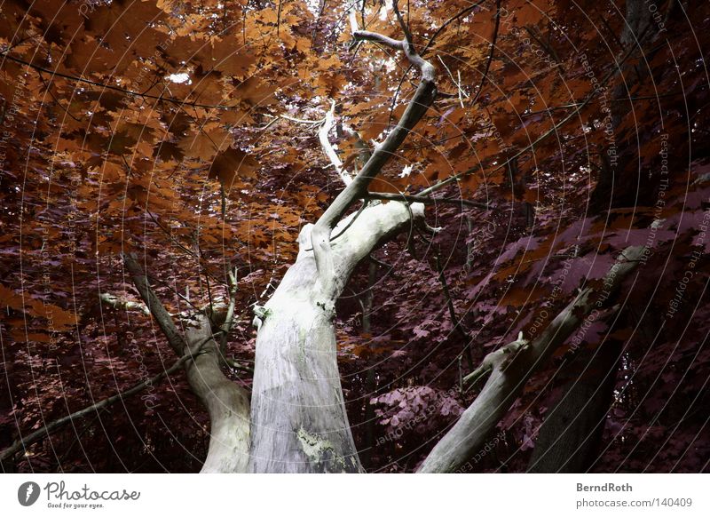 Rostlaube Blatt Baum Wald Ahorn Baumstamm Zweige u. Äste Geäst Falschfarben Ast