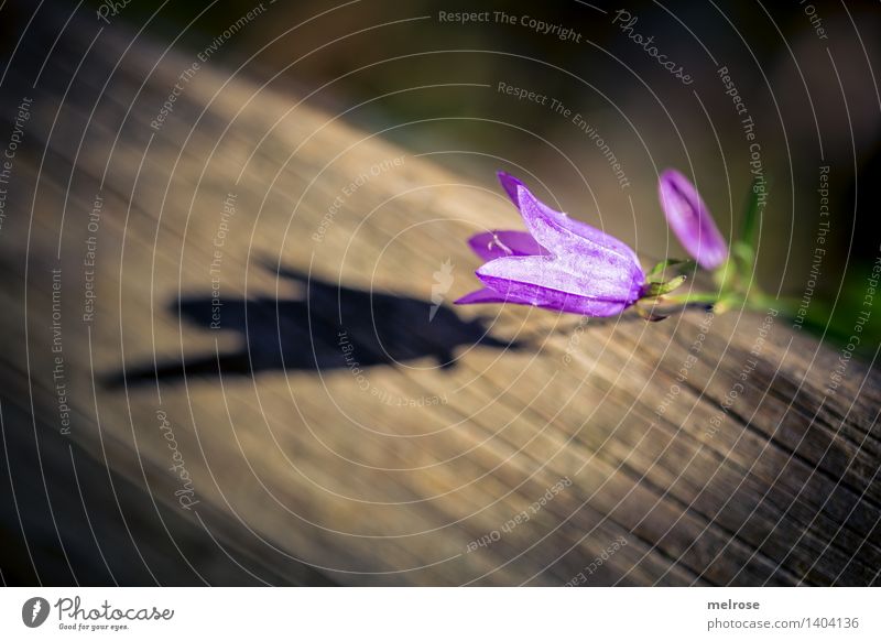 SCHATTENspiel Stil Natur Sonnenlicht Herbst Schönes Wetter Pflanze Blume Blüte Wildpflanze Glockenblume Blütenpflanze Wald Schattenspiel Schattenseite Holz