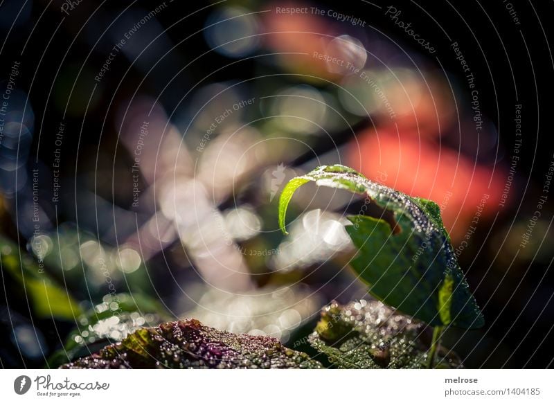 Morgenglitzern Stil Design Natur Erde Wasser Wassertropfen Herbst Schönes Wetter Pflanze Blume Sträucher Wildpflanze Blätter Wald Unschärfe Lichtpunkt