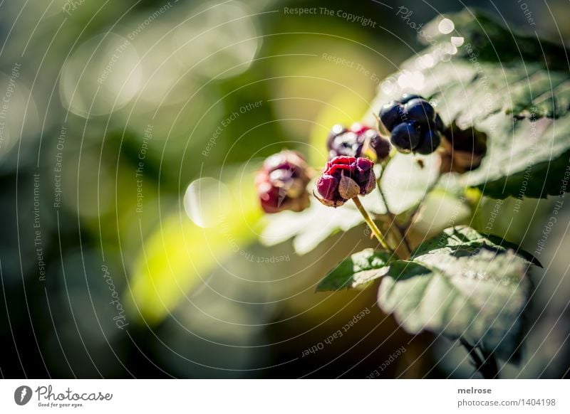 B(ä)renhunger Lebensmittel Dessert Brombeeren Beeren Natur Herbst Schönes Wetter Pflanze Sträucher Blatt Blüte Wildpflanze Brombeerbusch Frucht Fruchtstand Wald