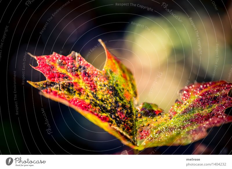 Herbstwassertröpfchen Natur Wassertropfen Schönes Wetter Blüte mehrfarbig Feld Bokeh Unschärfe Lichtschein glänzend leuchten dunkel einfach elegant schön nah