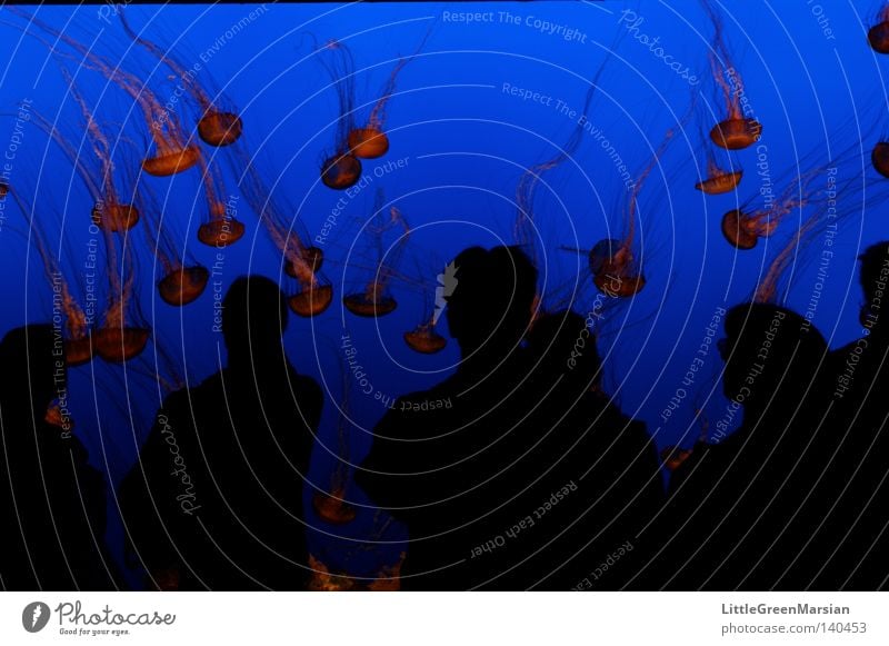 Fragile Aquarium Schatten Mensch Menschengruppe Silhouette Qualle Wasser Schweben fliegen Meer Tiefsee Fisch Ausstellung Profil Polypen