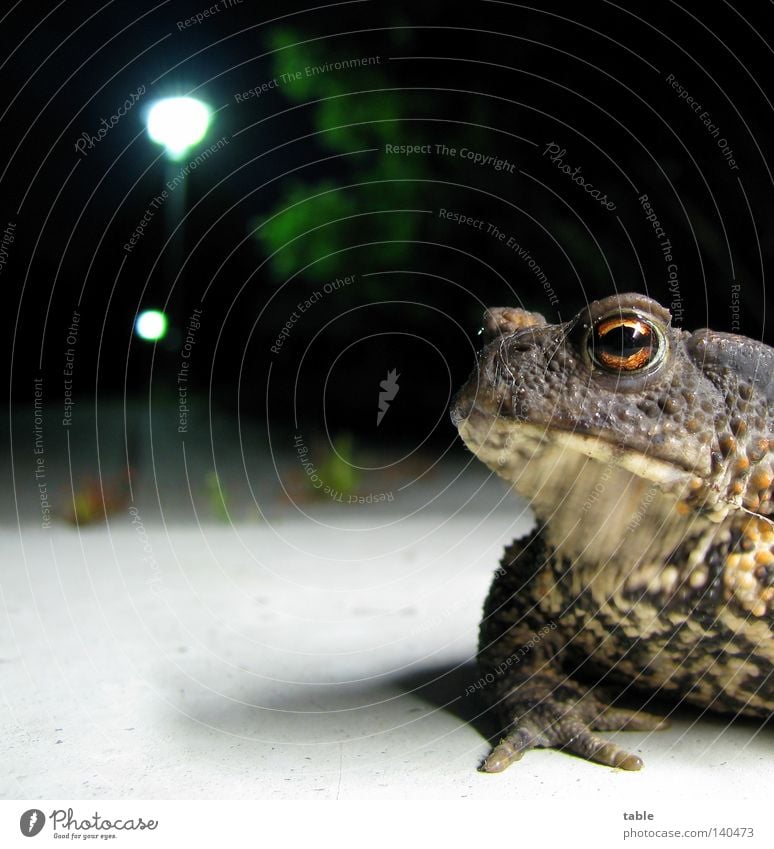 Blind Date Froschlurche Lurch Wasser Feuchtgebiete Auge Maul Schnauze sitzen hüpfen springen Haut knotig Nacht Laterne Boden Licht skeptisch kennenlernen Ferne