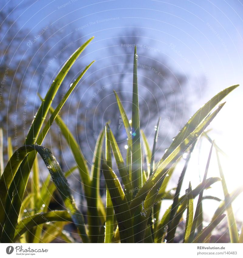 lichtmoment Gras Wiese Morgen Wegrand Wege & Pfade Spaziergang Winter Frühling Wassertropfen tauen kalt nass frieren blau Himmel Baum grün Rasen Pflanze