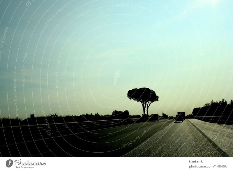 Zwischen den Fahrspuren einer Autobahn steht ein Baum. Im Abendlicht fahren einige Autos. ruhig Straße PKW Geschwindigkeit Schnellstraße KFZ Eile Dämmerung